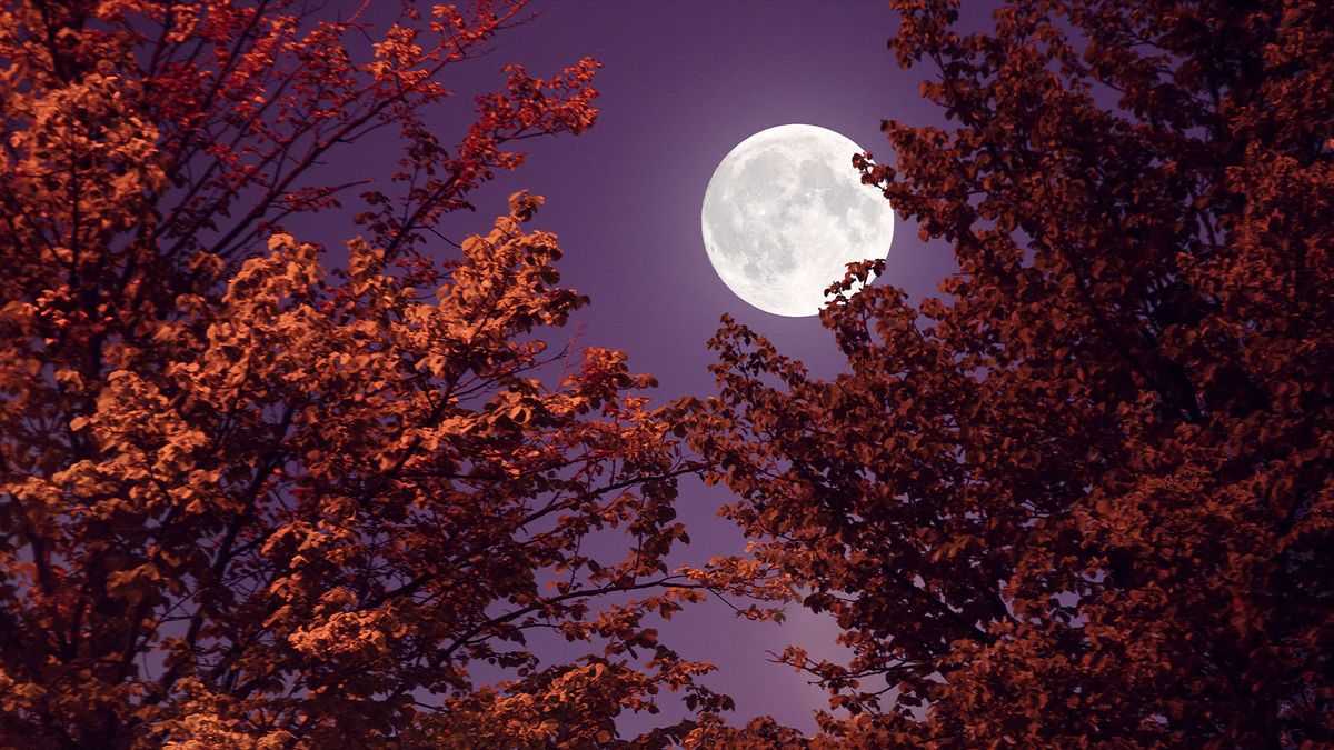 oVyMFNR2Rcb7GG9Y4YJfaC 1200 80 Full Moon